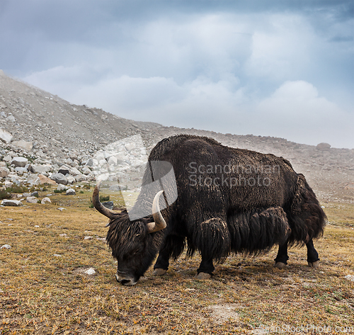 Image of Yak grazing in Himalayas