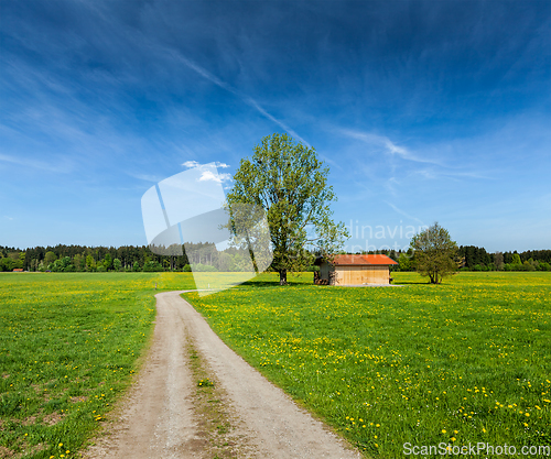 Image of Summer meadow