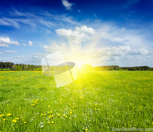 Image of Summer meadow