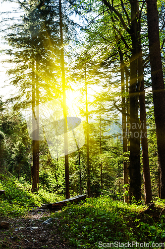 Image of Green forest with sunrays