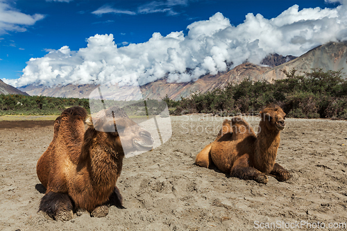 Image of Camel in Nubra vally, Ladakh