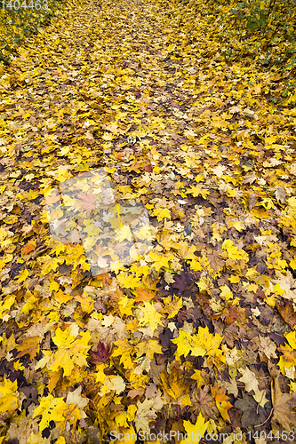 Image of yellow dirty foliage