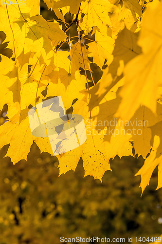 Image of a large number of yellow trees