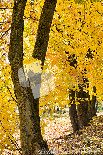 Image of multicolored bright autumn foliage