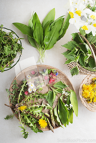 Image of Spring herbs and plants