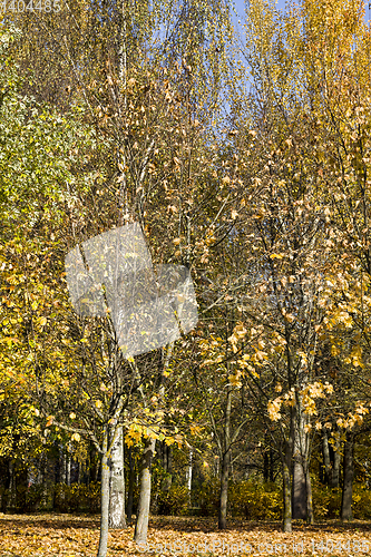 Image of deciduous foliage in the autumn