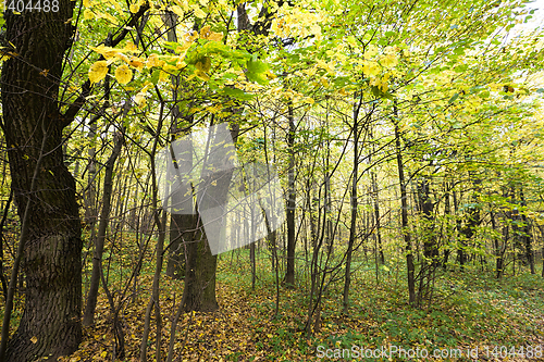 Image of yellow autumn foliage