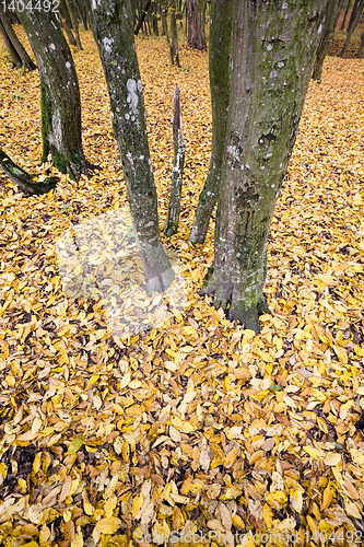 Image of dull weather in the autumn season