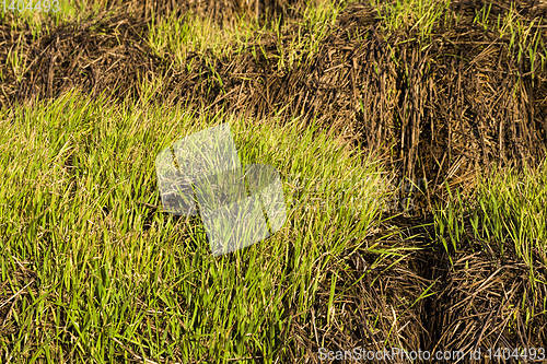 Image of young wheat sprouts