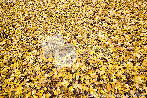 Image of old fallen leaves