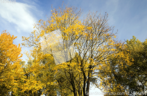 Image of Early fall foliage of autumn