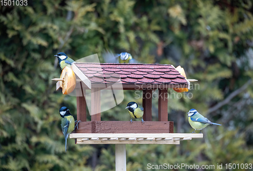 Image of beautiful small bird great tit on bird feeder