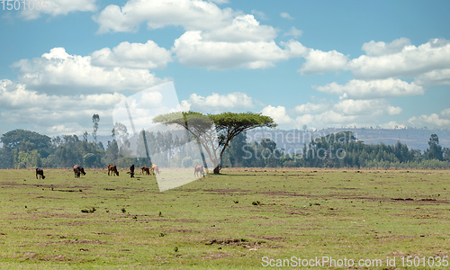 Image of Ethiopian farm animals in the countryside