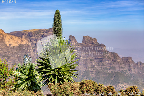 Image of lobelia plant in Semien or Simien Mountains, Ethiopia