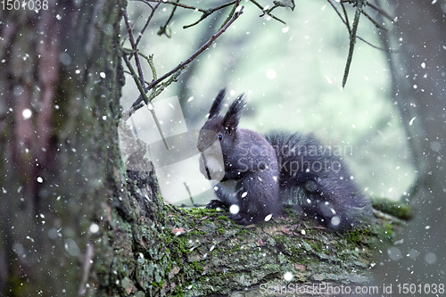 Image of Forest squirrel on a tree trunk in winter