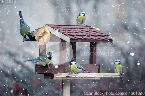 Image of beautiful small bird great tit on bird feeder