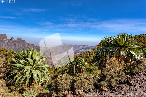 Image of lobelia plant in Semien or Simien Mountains, Ethiopia