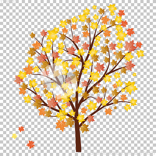 Image of Autumn maples