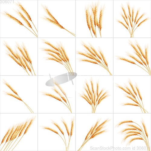 Image of Set of 16 detailed Wheat ears. EPS 10