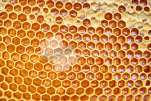 Image of honeycomb with honey