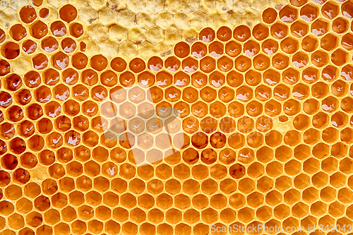 Image of honeycomb with honey