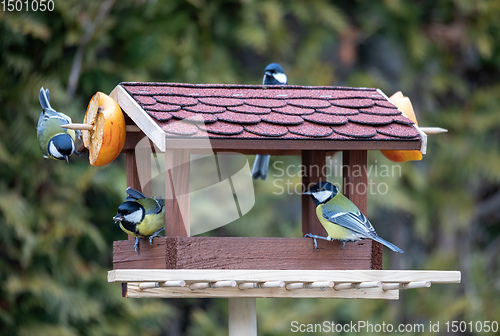 Image of beautiful small bird great tit on bird feeder