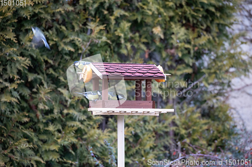 Image of beautiful small bird great tit on bird feeder