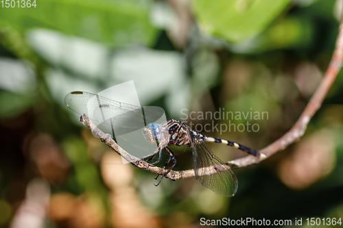 Image of Dragonfly in rainforest Madagascar wildlife