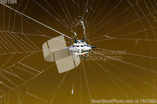Image of Spiny orb-weaver or crab spider madagascar