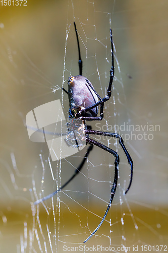 Image of white spider Nephilengys livida Madagascar