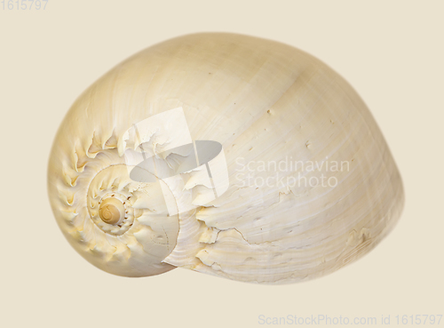 Image of aquatic snail shell