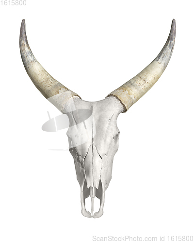 Image of horned animal skull