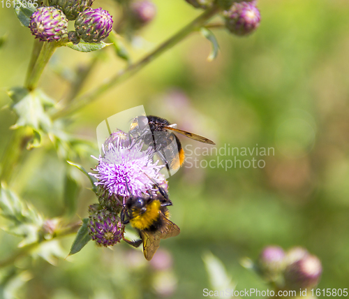 Image of Bumblebees on thistle flower