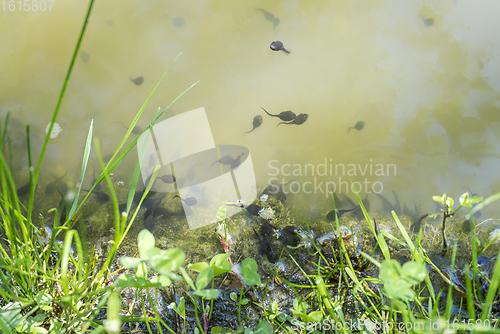 Image of lots of tadpoles