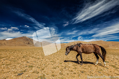 Image of Horse in Himalayas