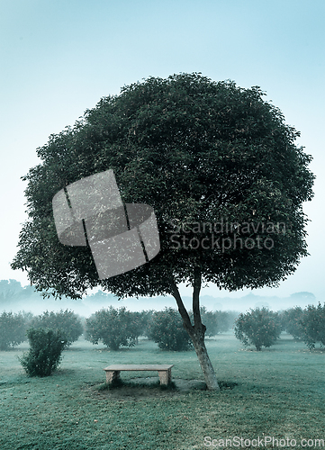 Image of Lonely tree and empty bench