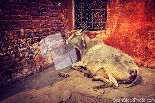 Image of Indian cow in street