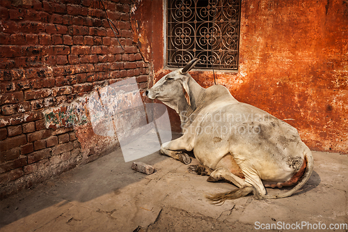 Image of Indian cow in street