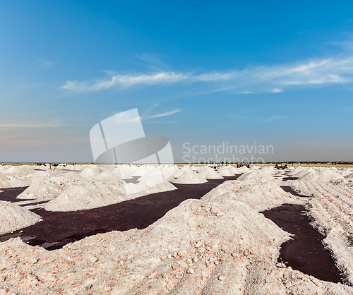 Image of Salt mine at Sambhar Lake, Sambhar, Rajasthan, India