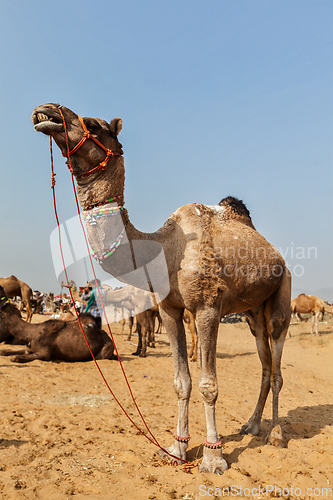 Image of Camels at Pushkar Mela (Pushkar Camel Fair), India