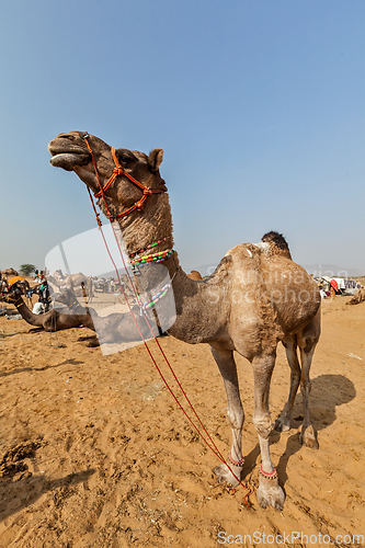 Image of Camels at Pushkar Mela (Pushkar Camel Fair), India