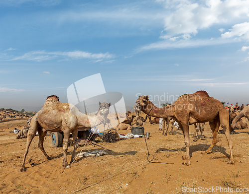 Image of Camels at Pushkar Mela (Pushkar Camel Fair), India