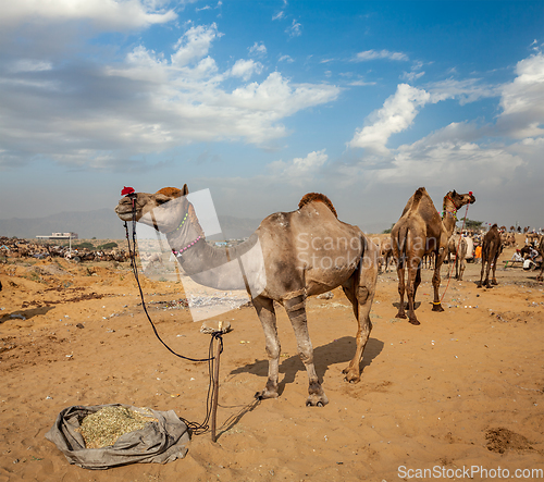 Image of Camels at Pushkar Mela (Pushkar Camel Fair), India
