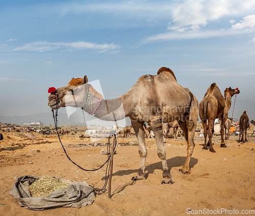 Image of Camels at Pushkar Mela (Pushkar Camel Fair), India