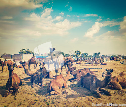 Image of Camels at Pushkar Mela (Pushkar Camel Fair), India