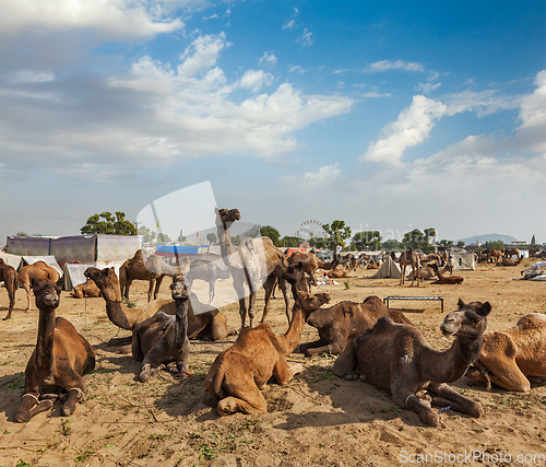 Image of Camels at Pushkar Mela (Pushkar Camel Fair), India