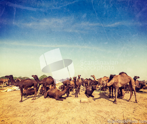 Image of Camels at Pushkar Mela (Pushkar Camel Fair), India