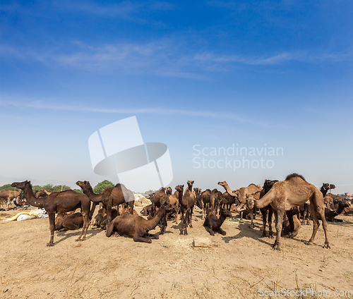 Image of Camels at Pushkar Mela (Pushkar Camel Fair), India