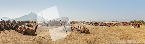 Image of Camels at Pushkar Mela (Pushkar Camel Fair), India