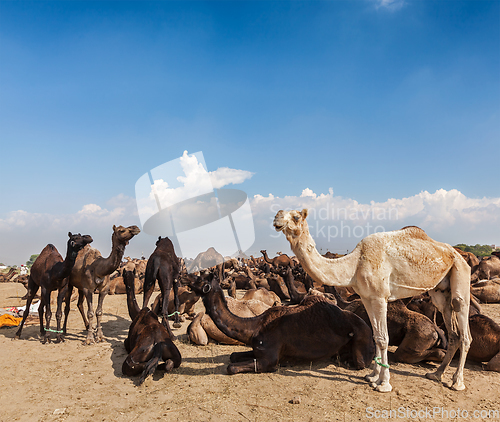 Image of Camels at Pushkar Mela (Pushkar Camel Fair), India